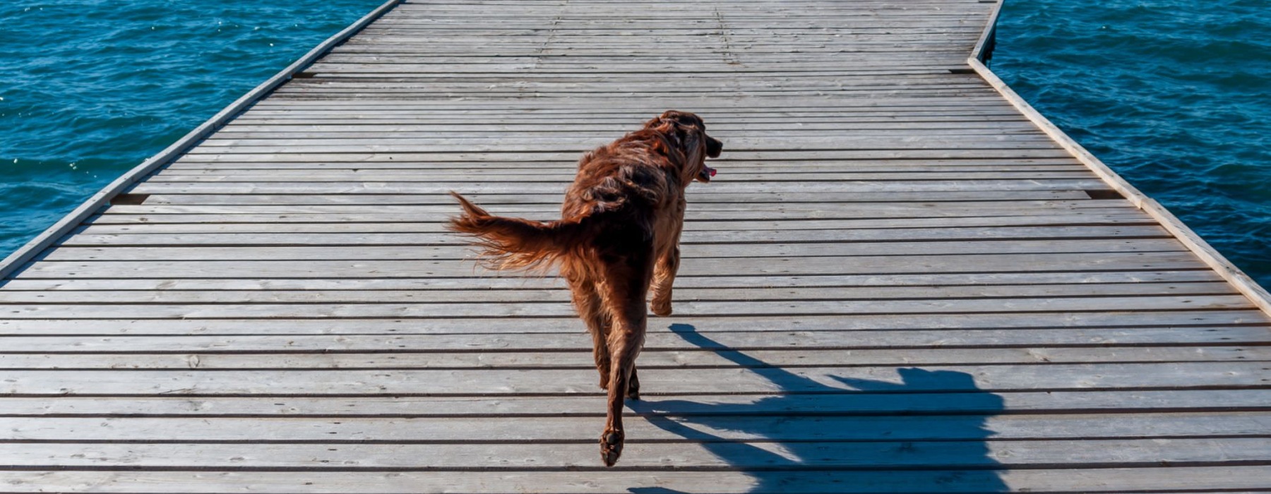 a dog walking on a doc on the lake