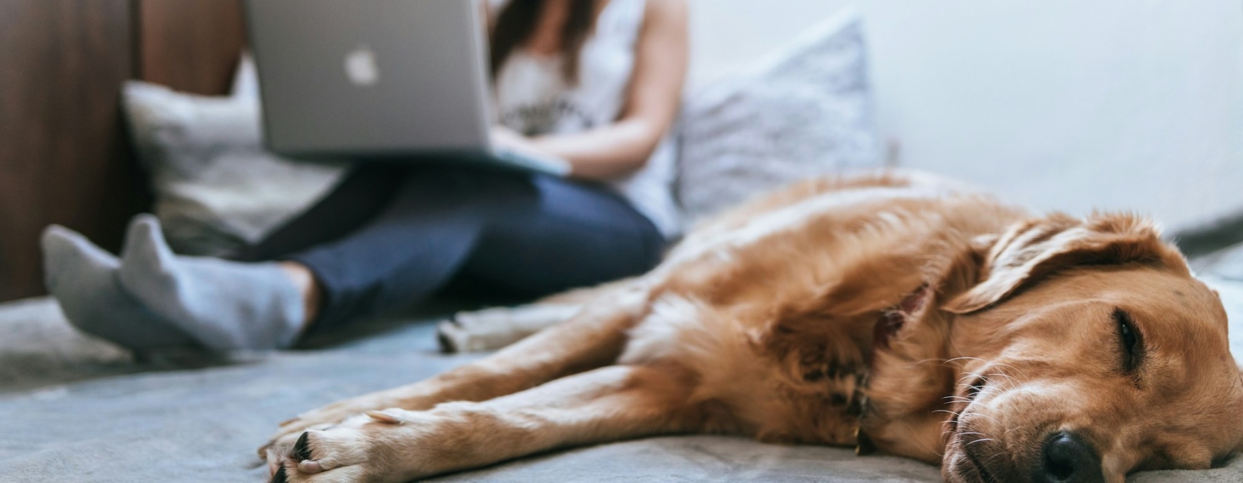 a dog laying on the bed with a woman working a laptop